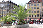 temporärer Palmengartenvor der Bayerischen Nationaloper (©Foto. Martin Schmitz)